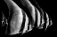 Picture of BATFISH