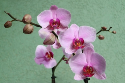 Picture of PINK ORCHID WITH DELICATE PETALS