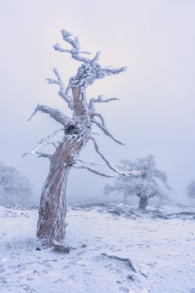 Picture of NIEVE EN EL SUR DE ESPAAPA