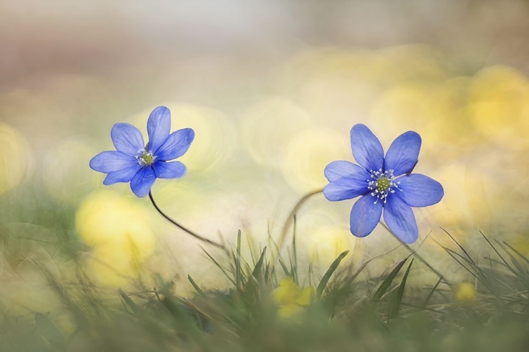 Picture of HEPATICA