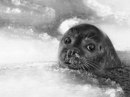 Picture of YOUNG SEAL