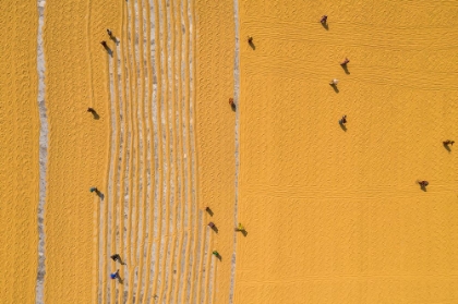 Picture of DRYING RICE UNDER SUNLIGHT