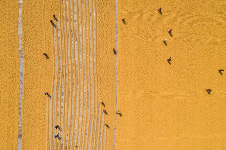 Picture of DRYING RICE UNDER SUNLIGHT