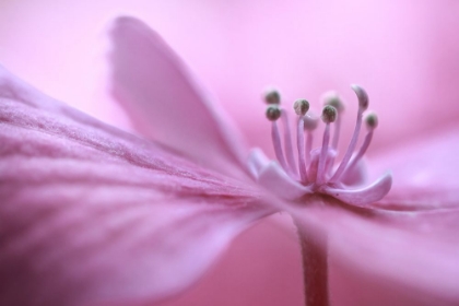 Picture of HYDRANGEA