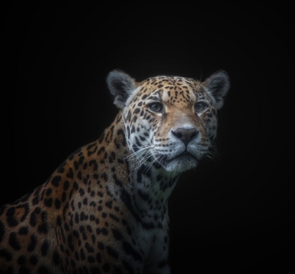 Picture of JAGUAR