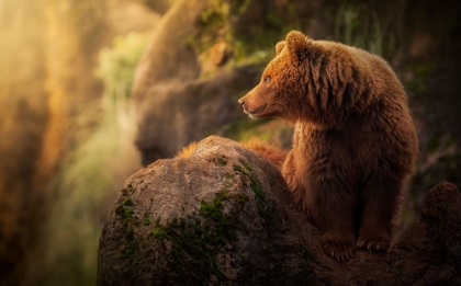 Picture of BROWN BEAR DURING SUNSET.