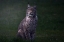 Picture of FINE ART LYNX.