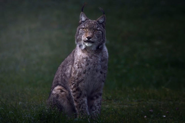 Picture of FINE ART LYNX.