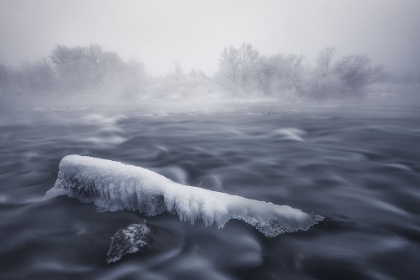 Picture of FROZEN TRUNK