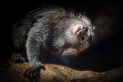 Picture of COMMON MARMOSET