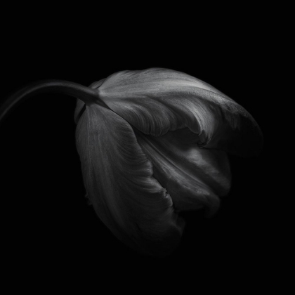 Picture of TULIP IN MONOCHROME