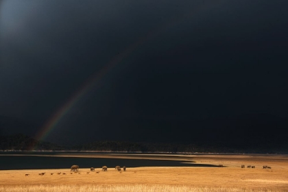 Picture of GRASSLANDS