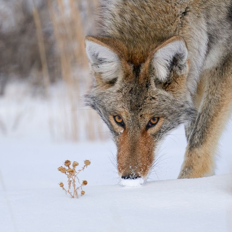 Picture of THE THISTLE AND THE HUNTER