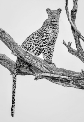 Picture of LEOPARD PORTRAIT - MONO VAR