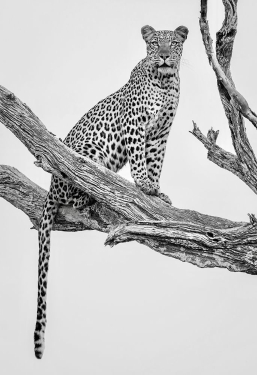 Picture of LEOPARD PORTRAIT - MONO VAR