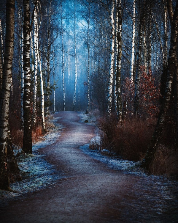 Picture of THE BEAUTY PATH