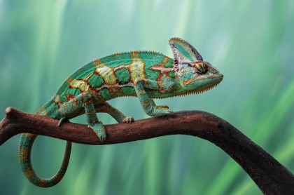 Picture of CHAMELEON