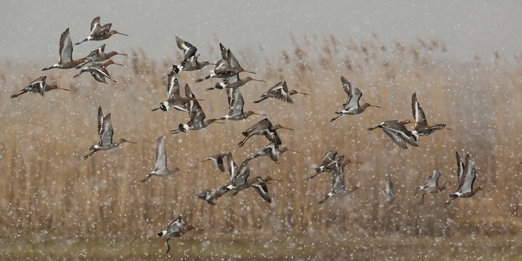 Picture of BIRDS IN A SNOWSTORM