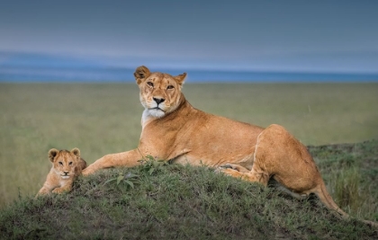 Picture of REST WITH CUB