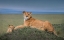 Picture of REST WITH CUB
