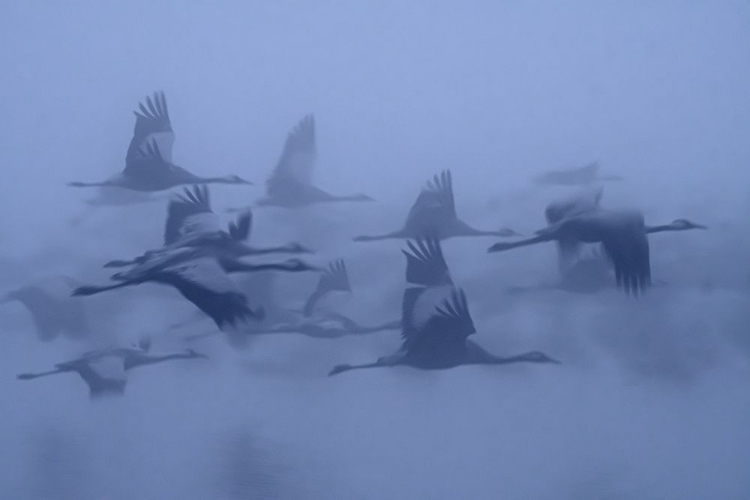 Picture of CRANES IN THE FOG