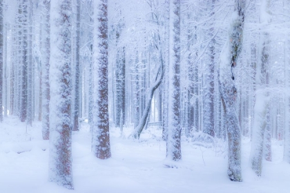 Picture of WINTER FOREST