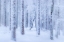 Picture of WINTER FOREST
