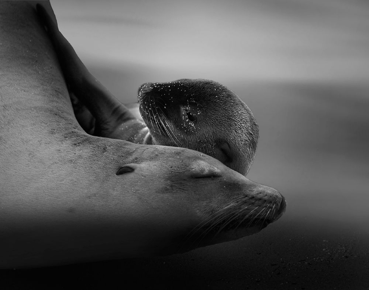 Picture of SEA LION PUP WITH THE MOTHER