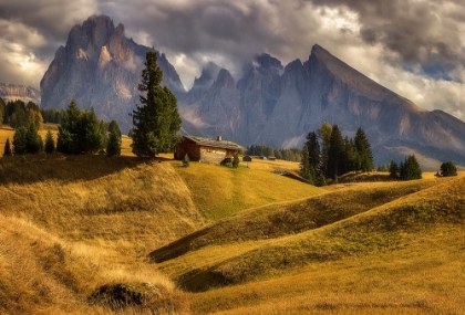 Picture of ON A MOUNTAIN MEADOW