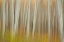 Picture of ASPEN BLUR