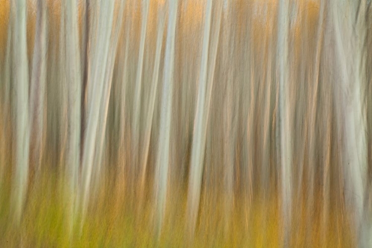 Picture of ASPEN BLUR