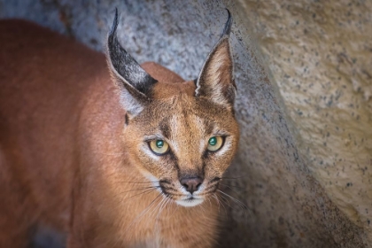 Picture of CARACAL PORTRAIT