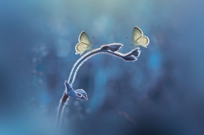 Picture of TWO BUTTERFLIES MEET EACH OTHER