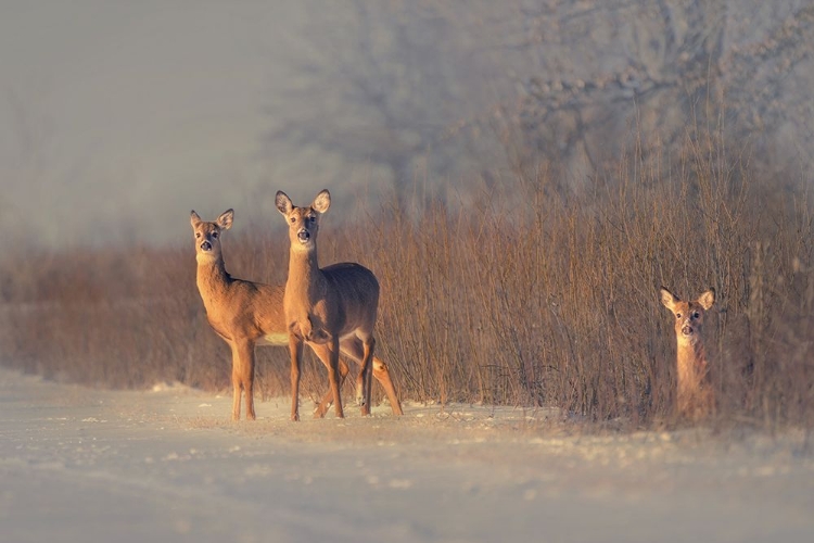 Picture of THREE DEER