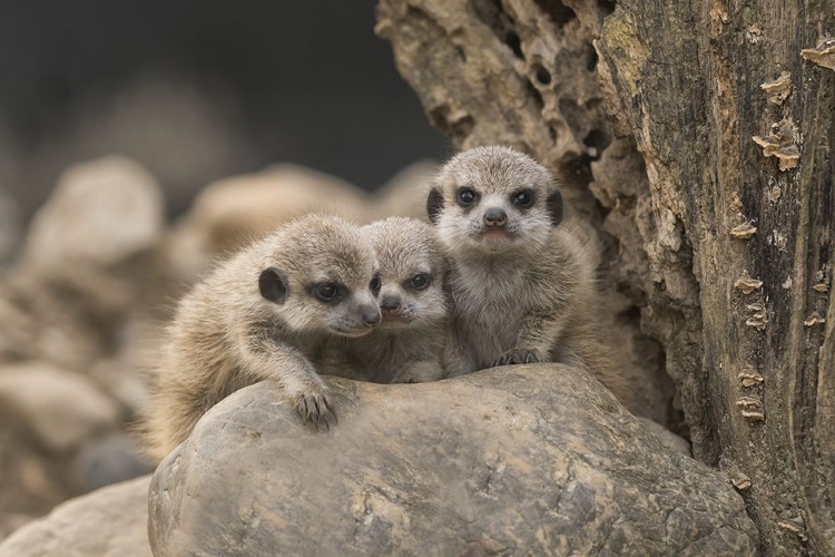 Picture of MEERKAT SIBLINGS 4 WEEKS OLD.