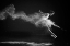 Picture of WHITE SWAN IS LANDING