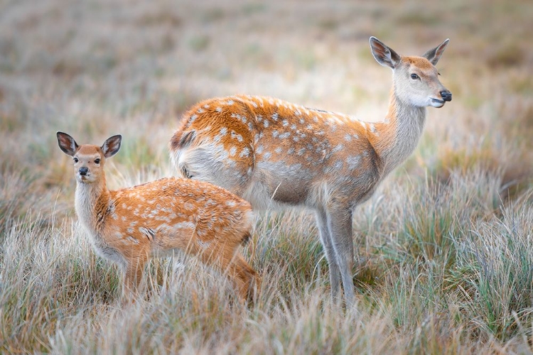 Picture of SIKA DEER