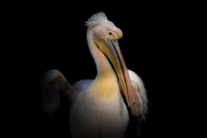 Picture of PELICAN