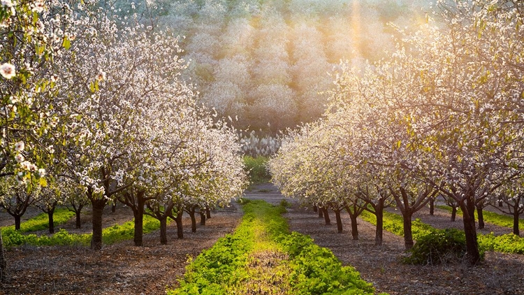 Picture of GOLDEN ALMONDS