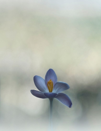 Picture of CROCUS IN THE WINDOW