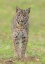 Picture of BOBCAT