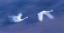 Picture of SOARING IN THE SKY