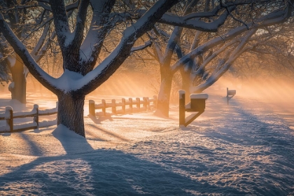 Picture of AFTER SNOW STORM