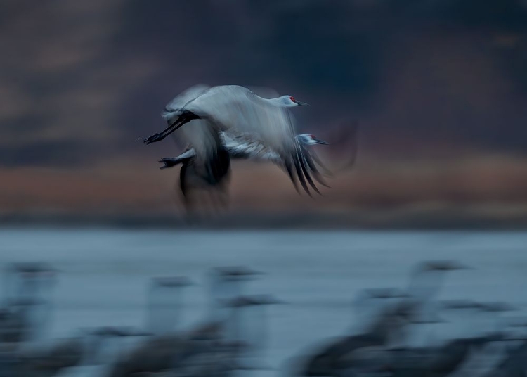 Picture of SANDHILL CRANE IN MOTION