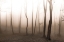 Picture of SILENT LIFE