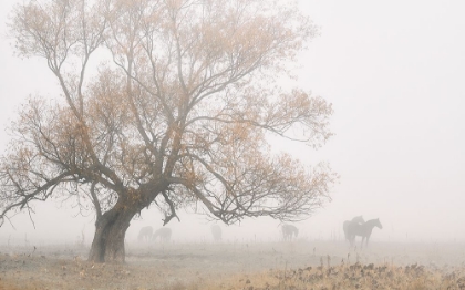 Picture of LOST IN THE FOG