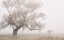 Picture of LOST IN THE FOG