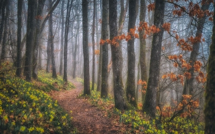 Picture of MISTY MORNING