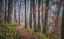 Picture of MISTY MORNING