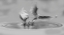 Picture of BALLET